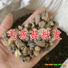 云南山慈菇價(jià)格多少錢?