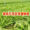 四川西充白芨小苗供應商_白芨種苗育苗合作社銷售信息