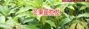 云南/廣西紅貴妃芒果苗多少錢一棵?13457726806