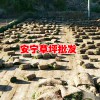 云南哪有混播草坪？冬季混播草坪基地-安寧草坪