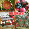 500克的麗江雪桃能賣(mài)多少錢(qián)?