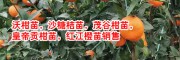 沙糖橘苗,茂谷柑苗,皇帝貢柑苗哪里的好?