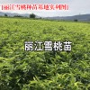 麗江雪桃種苗價格- 麗江雪桃種苗種植資料大全