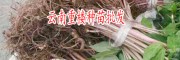 保山滇重樓種苗圖片-重樓種子如何催芽?