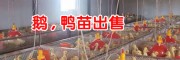 大理鵝苗批養殖基地- 大理鵝苗火鴨能長多重?