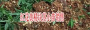 黃精種苗多少錢一株？紅花黃精苗哪里便宜