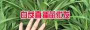 哪里有白芨苗- 哪里有白芨種苗