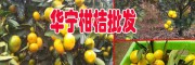 [柑桔種植技術]_張翠柑桔種植基地