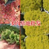 虹之玉多肉植物_多肉植物網站-18788196071