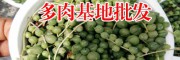 批發多肉植物基地對多肉養殖的建議