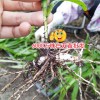 云南大理20-30cm三叉白芨多少錢?