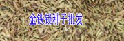 云南瑪咖種植合作社