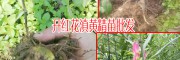 種植黃精_哪個品種好?-13466191986