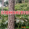 巨莖白芨藥廠給收？云南大理巨莖白芨出售信息