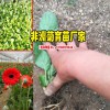 如何給昆明非洲菊施肥_景鑫非洲菊種苗