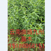 什么是遼核1號核桃苗