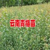 2018青梅產(chǎn)地行情價格_大青梅云南大理36元/斤