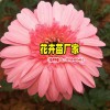 非洲菊開花如何_怎么區別非洲菊-景鑫花卉