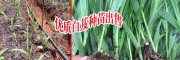 楚雄白芨基地肥料預算分析_楚雄白芨種植需投入多少元?