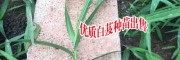 白芨種苗多少錢一公斤_白芨多少錢一苗- 白芨苗多少錢?