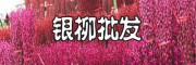 銀柳花批發網 廣州銀柳批發銀柳產地在哪里四川綿竹市銀柳基地