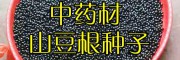 山豆根種子多少錢一斤?_山豆根種子一斤多少錢?山豆根產地