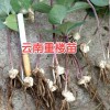 昭通,昆明滇重樓苗多少錢一株?滇重樓苗多少一株?