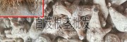 白芨干貨一公斤多少錢?_現(xiàn)在白芨干貨多少元一公斤