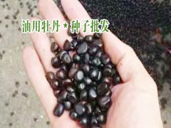 云南油用牡丹_山東油用牡丹_中國(guó)林科院對(duì)牡丹油介紹