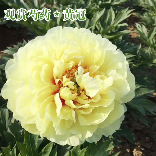 芍藥種苗價(jià)格_芍藥花苗價(jià)格- 芍藥苗價(jià)格