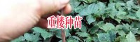 云南保山市騰沖滇重樓苗多少錢?_14736739836