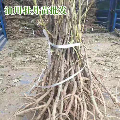 油用牡丹苗什么時候種植好?_油用牡丹客服是多少?