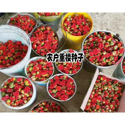 重樓種植投入產出比例介紹_