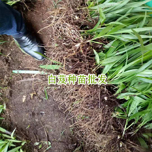 白芨價(jià)格表_會(huì)澤縣思農(nóng)種植有限公司白芨直播苗