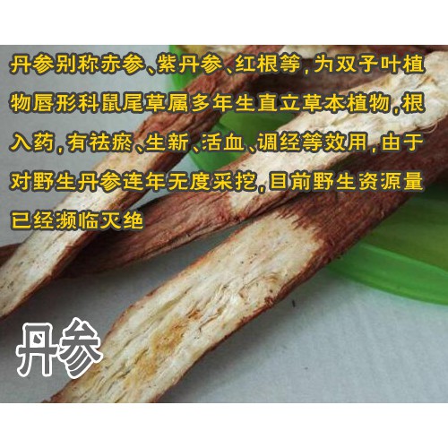 丹參苗多少錢?_丹參苗多少一顆_云南生物開發有限公司