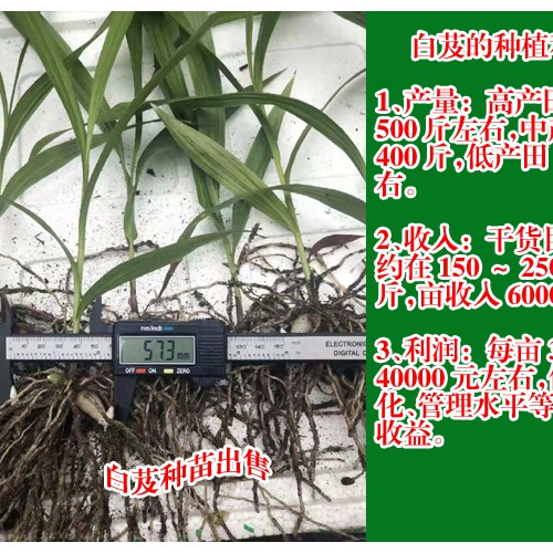 廣東廣州市花都區(qū)白芨苗的價(jià)格