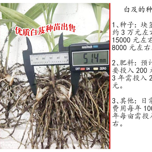 白芨小苗價格_昆明白芨苗價格