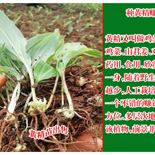 黃精種苗價(jià)格_云南黃精種苗廠(chǎng)家