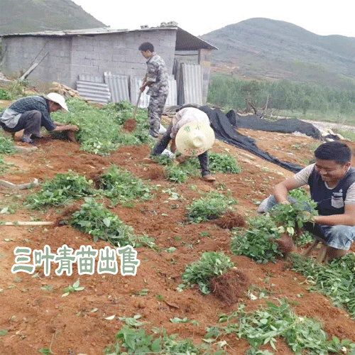 三葉青如何種植_三葉青種植幾年可收