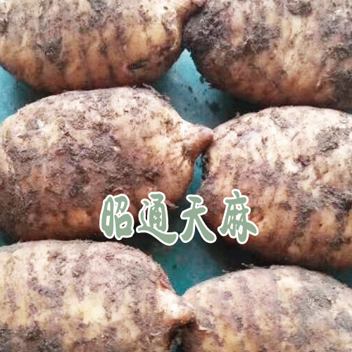 昭通天麻價(jià)格_昭通天麻種植