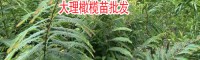 橄欖樹苗哪里_橄欖樹苗哪里有?