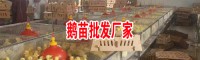 今日鵝苗價(jià)格多少錢(qián)一只?養(yǎng)鵝的利潤(rùn)是多少?