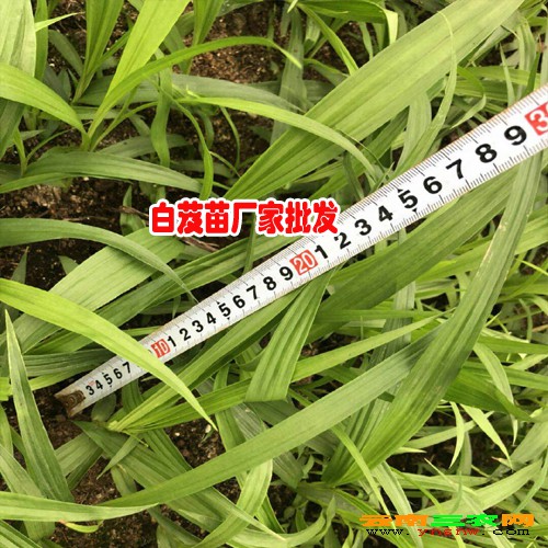 白芨種植周期是多長，什么時(shí)候可以采收