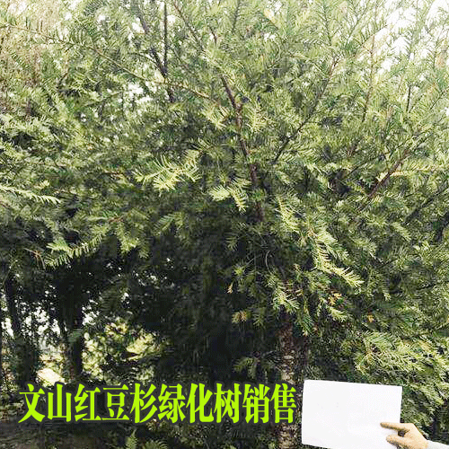 云南保山/曲靖/文山紅豆杉樹苗信息