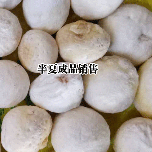 半夏的收獲(上市)在什么時候？