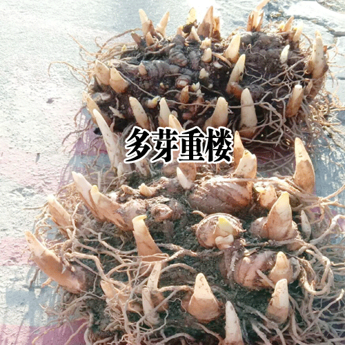 重樓小苗圖片