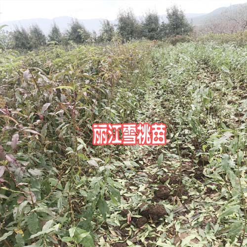 哪些地方適合種植麗江雪桃樹(苗)