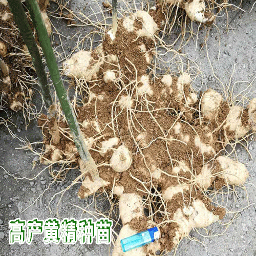 滇黃精主要分布_產區黃精種苗批發廠家