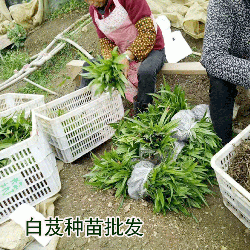 白芨要怎么種植_白芨種苗批發市場云南百花中藥材種植有限公司