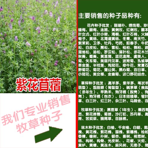 甜高粱種植優勢_株高能達到多少?